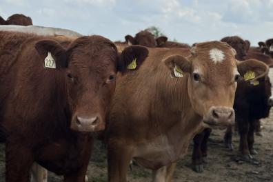 cows.JPEG
