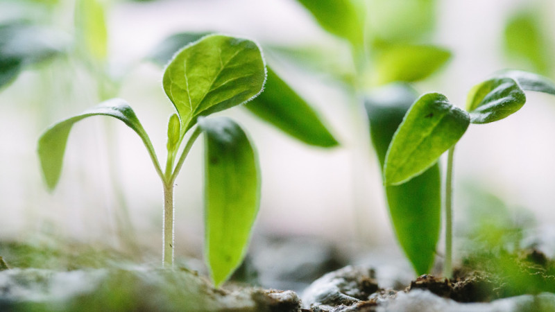 Growing plant shoots