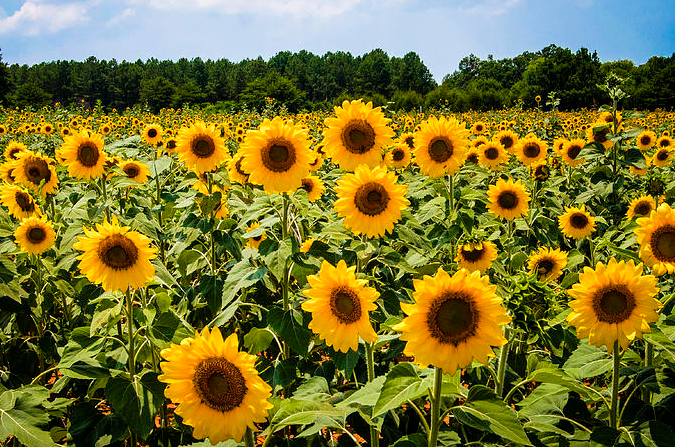 Sunflowers