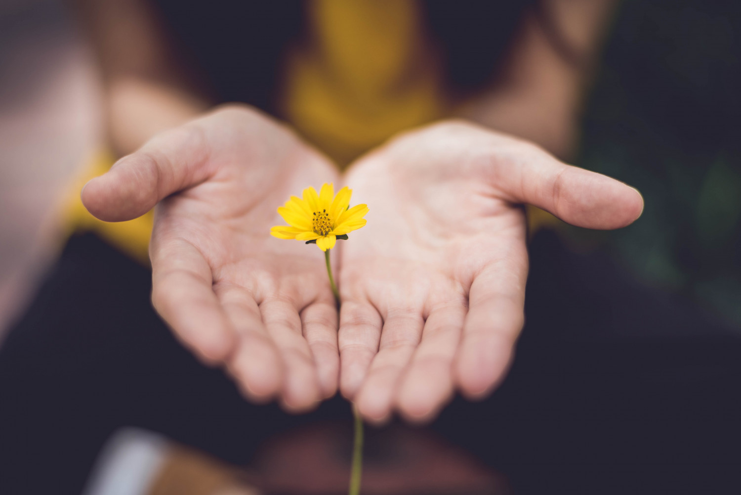 Yellow flower in upturned hands