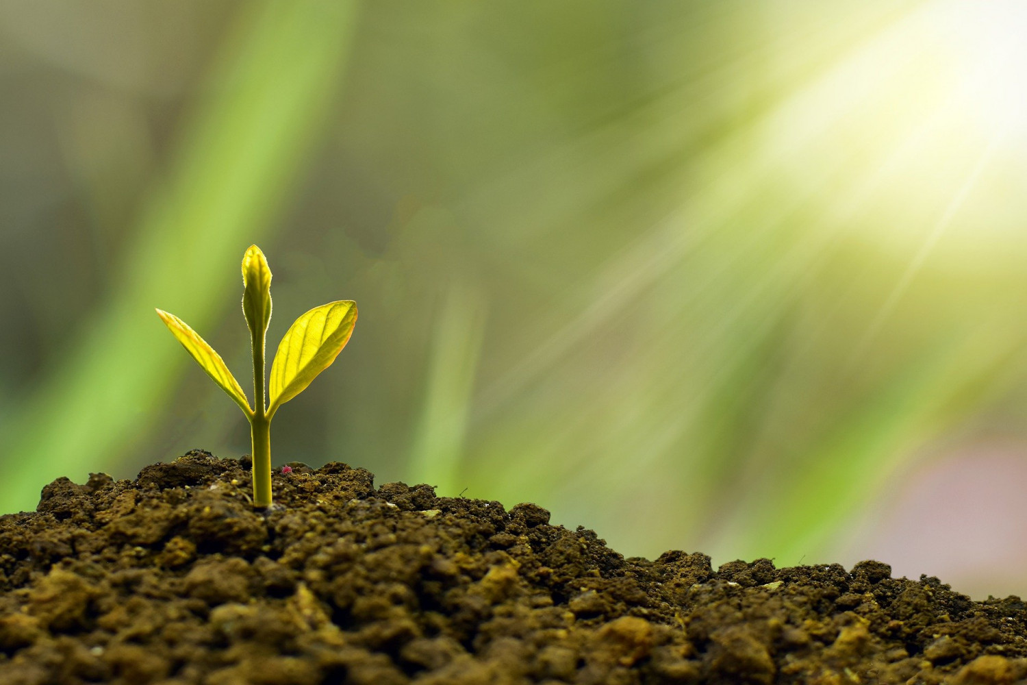 A plant shoot growing out of the soil