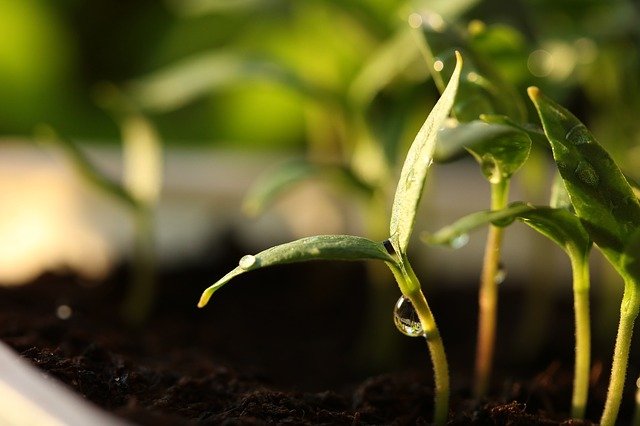 Plant shoots growing out of the soil