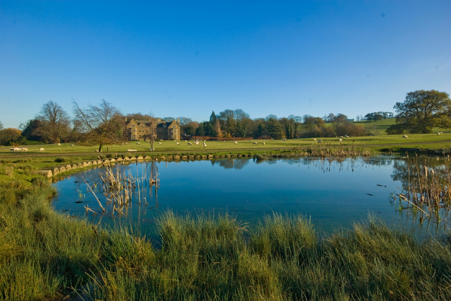 A lake in a sheep field 