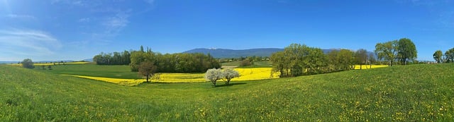 A grassy field