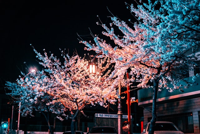 Trees in blossom in the streets of Korea